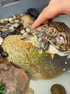 VOA | Turtle Food for Small Turtles Softshell Turtles Grass Turtles Brazilian Turtles and Juvenile Turtles with Fish and Shrimp Snacks