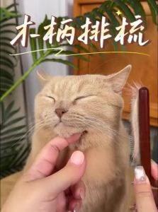 7o | Deshedding Knot-Removing Pet Comb for Cats