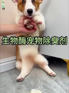 JIAKEMEI | Deodorant Enzyme Cleaner for Pet Urine Odor Bacterial Inhibition