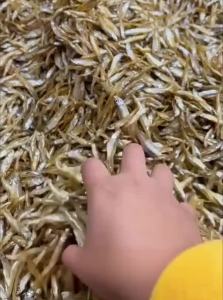 ZHUCHONG | Salt-Free Fully Dried Fish Snacks