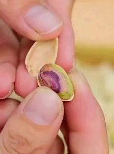 EIGHT GOLDEN CATS | Extra Large Unbleached Pistachios 500g Can Snack