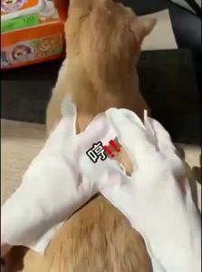 VOA | Bacterial Inhibition Hands-Free Pet Dry Bath Wipes