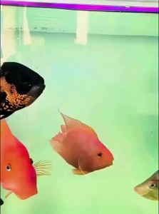 NAICHONG | Specialized Koi Fish Feed Clear Water Fish Food