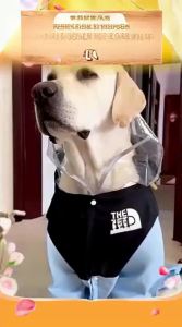 hipidog | Waterproof Dog Raincoat for Large Dogs