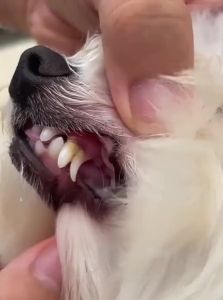 hipidog | Dental Kit for Removing Bad Breath and Tartar Small Pets