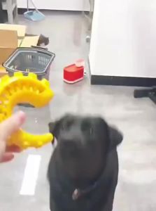 VOA | Durable Teeth Grinding & Entertainment Dog Toy Ball