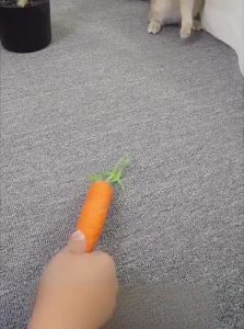 HELLOLEIBOO | Sound Emitting Interactive Kitten Toy