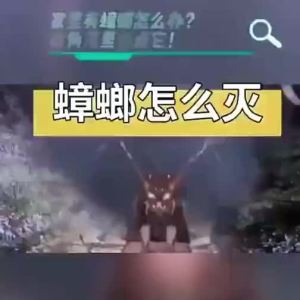 ZUNYI | Boric Acid Solution For Cockroach Control Ear Mite Treatment