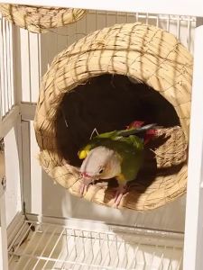 YUEXIAOMENG | Four Seasons Breeding Nest Parrot Sleeping & Reproduction Grass Nest
