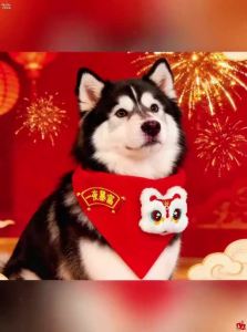 VOA | Pet Bibs & Scarf