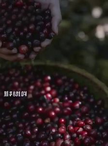 FEI CAFE | Blue Mountain Flavor Medium Roast Coffee Beans