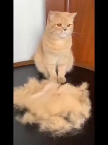 VOA | Pet Hair Thinning & Cleaning Brush