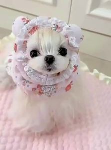 FEIZHUXIANSEN | Anti-Dirt Pet Ear Covers for Long-Haired Dogs
