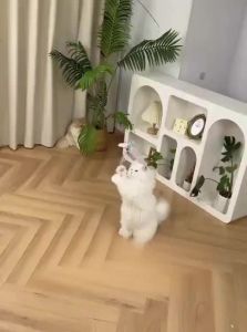 7o | Long Extendable Fishing Rod for Kittens with Durable Wire