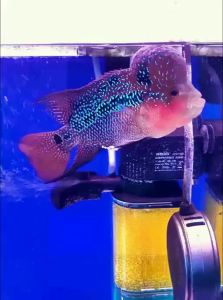 BESSN | High Protein Color Enhancing Lo Han Fish Food