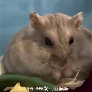 Bucatstate(布卡星) | Warm Insulation Bedding For Hamsters Odor Control Wood Shavings