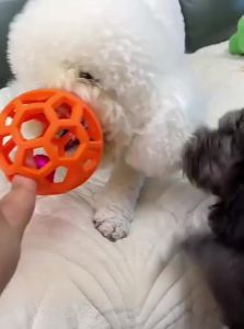 Durable Teething Toy Ball for Small Puppies