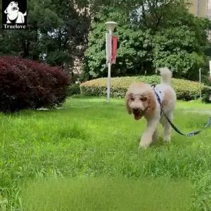 Truelove | Harness Style Dog Leash for Small Medium Large Dogs