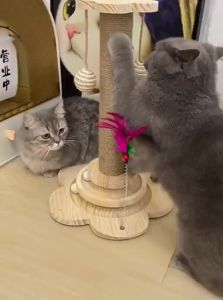 VOA | Durable Non-Dusting Cat Scratching Post & Toy Set