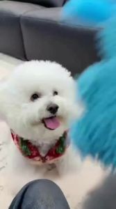 hipidog | Durable Squeaky Interactive Dog Toy