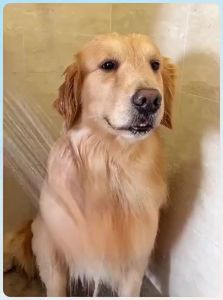 VOA | Quick-Dry Extra Large Thick Pet Bath Towel