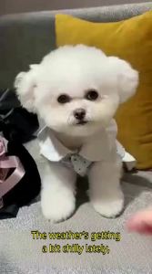 Hipidog | Hippie Dog Luxury Thin Dress For Small Dogs Bichon Schnauzer Pet Clothes Spring Autumn Casual Warm Daily Wear Universal Pet