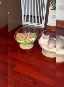 GUOQI | Transparent Acrylic Wooden Cat Bed Space Capsule Rotatable Toy