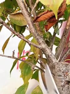 Horticultural Shears Pruning Shears Flower Shears Landscaping Shears Floral Shears Branch Cutters Fruit Tree Shears Pruning Shears Flower Trimming Shears