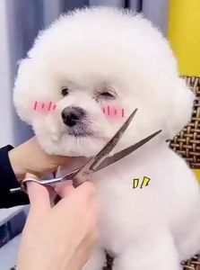 QIMAN | Dog Grooming Scissors Professional Dog Hair Trimming Set