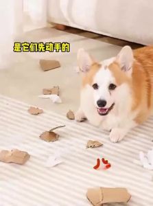 HELLOLEIBOO | Squeaky Fish Toy for Dogs - Dental Care
