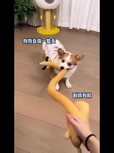 7o | Durable Chewable Pet Toy
