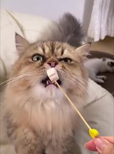 ZHUCHONG | Training & Dental Chews Freeze Dried Chicken Treats