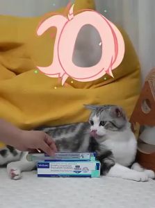 Virbac | Pet Toothpaste Clean Tartar Remove Bad Breath Edible