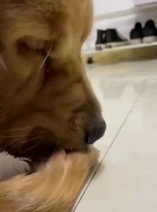 vetwish | Vitamin B Complex Nutrient Combination Improved Skin & Fur Health Pets