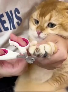 Jiaxun | Specialty Pet Nail Clippers for Cats