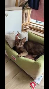 petstar | Detachable All-Season Pet Bed