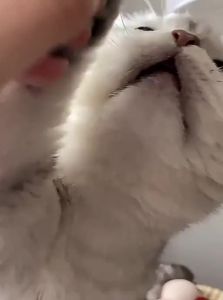 Cature | Oral Care Teeth Cleaning Freeze-Dried Chicken Treats
