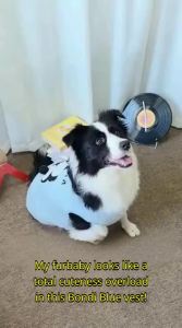 hipidog | New Winter Dog Vest