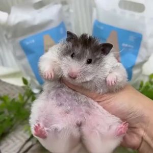 BUCATSTATE | Deodorizing Disinfectant Bath Sand for Hamsters