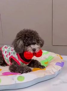 VOA | Dental Chewing Toy for Dogs - Rubber Sound-making