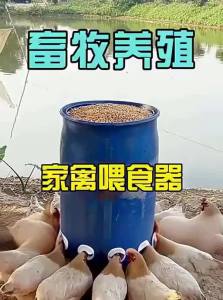 FUNNYDEER | Automatic Feeder and Waterer for Poultry
