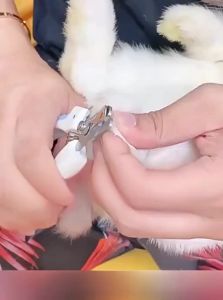 VOA | Pet Nail Clippers for Rabbits and Small Animals
