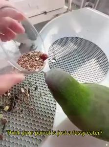 VOA | Interactive & Intelligent Parrot Toy