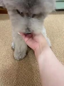 QIMIAOYINLI | Intelligent Automatic Fetch Jumping Ball Toy