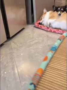 VOA | Summer Pet Cooling Mat for Small Dogs