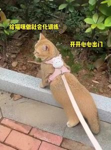 7o | Anti-escape Cat Harness Leash
