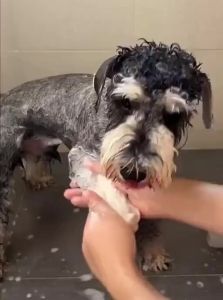 VOA | Quick-Dry Pet Bath Towel for Dogs and Cats