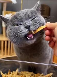 ZHUCHONG | Salt-Free Freeze-Dried Small Fish Dried Cat Treats