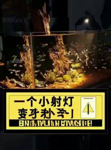 BONADUO | Variable Focus LED Aquarium Light for South American Fish Tank