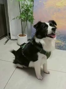 hipidog | Explosion-Proof Vest-Style Dog Leash
